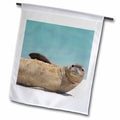 NW Hawaiian Islands, Midway Atoll, Monk Seal - US12 RJA0058 - Rebecca Jackrel 12 x 18 inch Garden Flag fl-89891-1