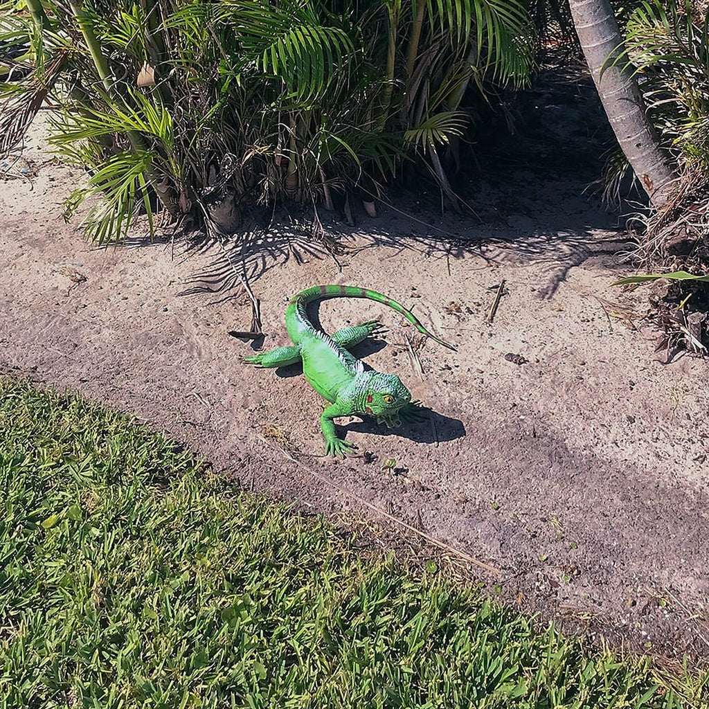 Life Size Green Iguana Reptile XL Foam Filled Rubber Lizard Large Bearded Dragon Giant Movie Prop